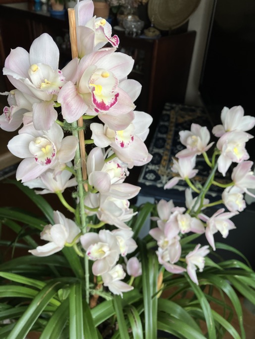 23-04 Cymbidium