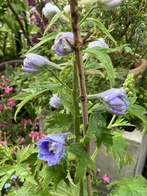 23-04 Delphinium blue 1