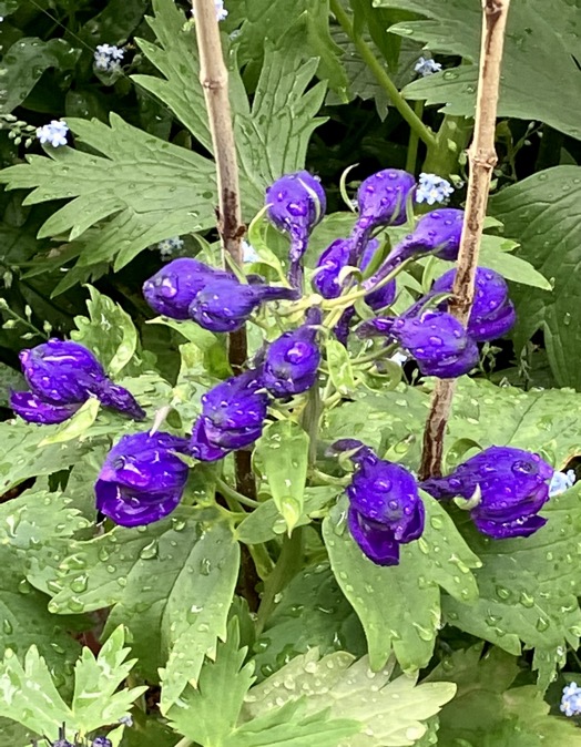 23-04 Delphinium dark blue