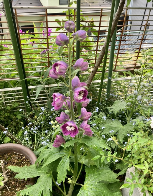 23-04 Delphinium purple 1