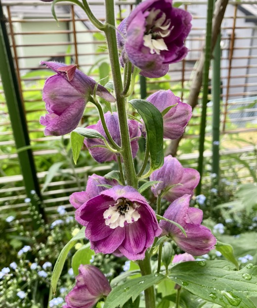 23-04 Delphinium purple