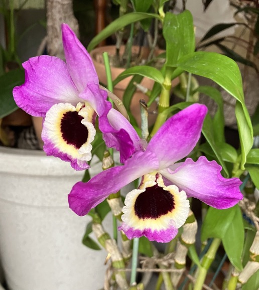 23-04 Dendrobium purple