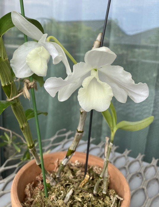 23-04 Dendrobium white