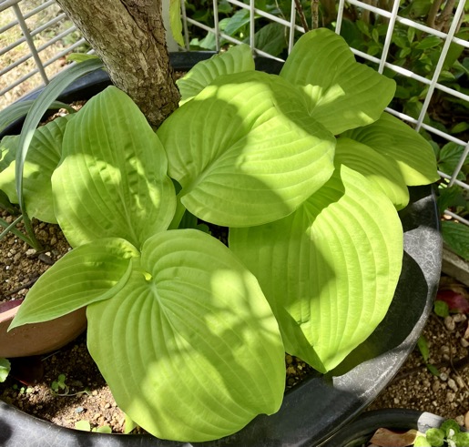 23-04 Hosta August Moon