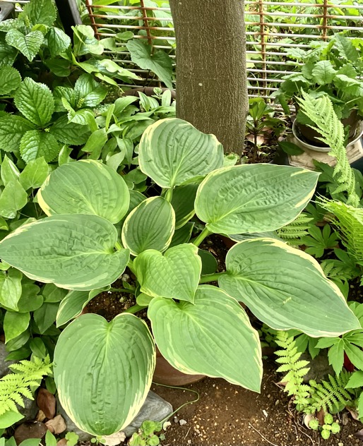 23-04 Hosta Christmas tree