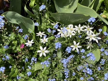 23-04 Ornithogalum umbellatum 1