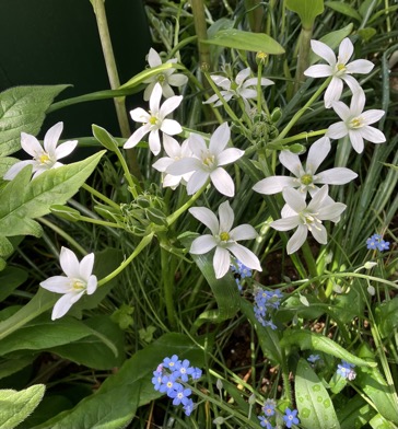 23-04 Ornithogalum umbellatum