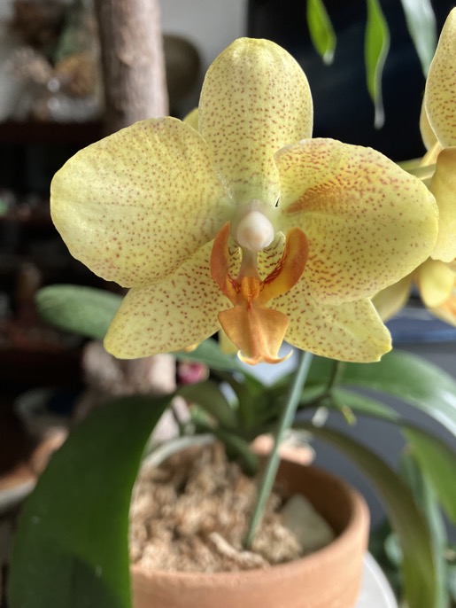 23-04 Phal. Amboinensis 