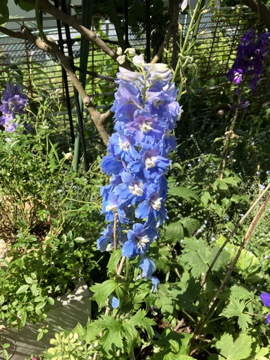 23-05 delphinium blue 2