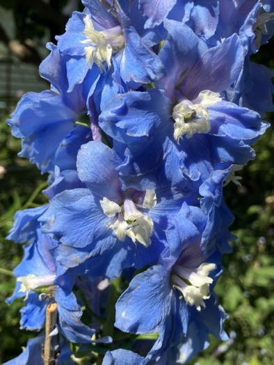 23-05 Delphinium blue