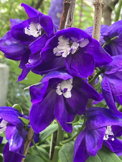 23-05 Delphinium purple 2