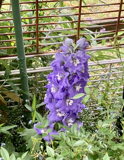 23-05 Delphinium purple