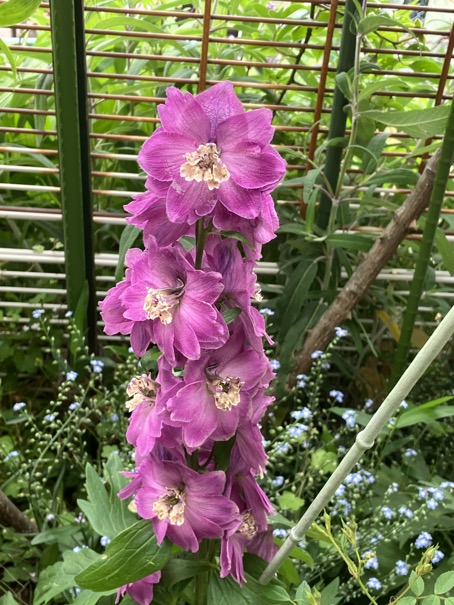 23-05 Delphinium red