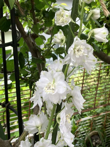 23-05 Delphinium white 2