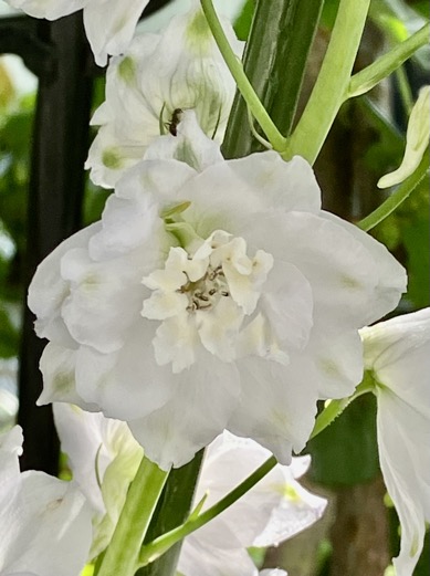 23-05 Delphinium white