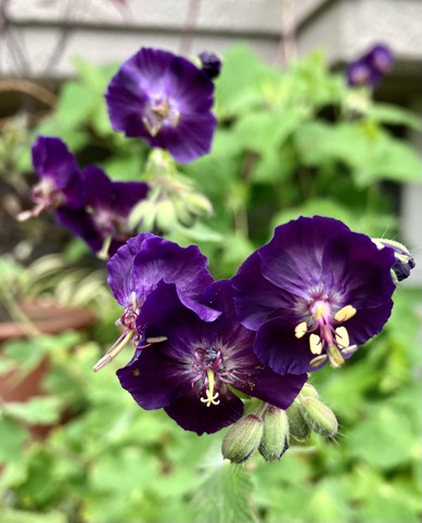 23-05 Geranium phaeum 2