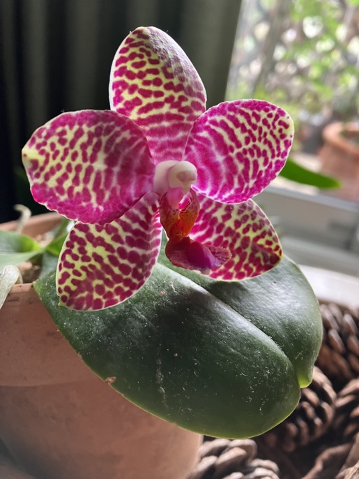 23-05-phal.lueddemanniana 2