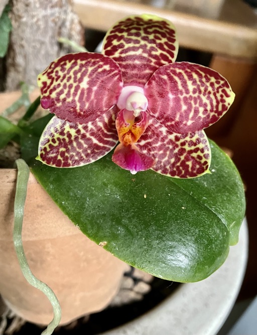 23-05 phal.lueddemanniana