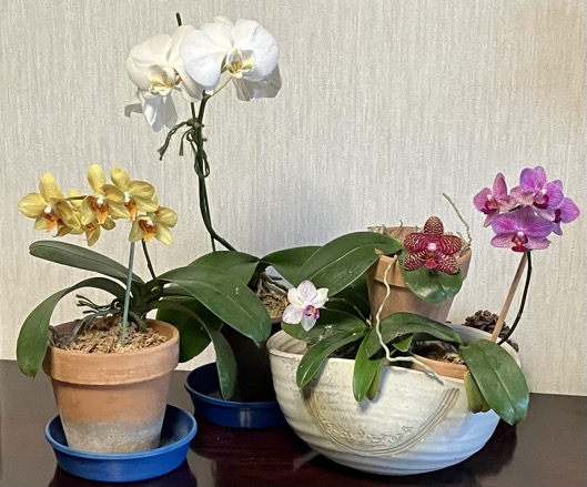 23-05 Phalaenopsis