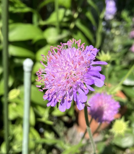 23-05 Scabiosa 2