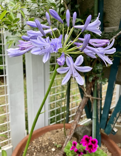 23-06 Agapanthus