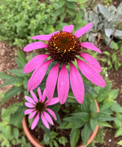 23-06 Echinacea purple 1