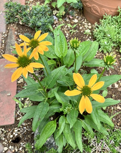 23-06 Echinacea yellow