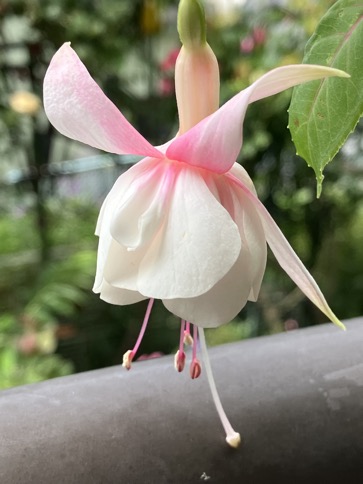 23-06 Fuchsia white