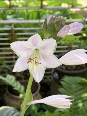 23-06 Hosta &#39;Christmastree&#39; 3