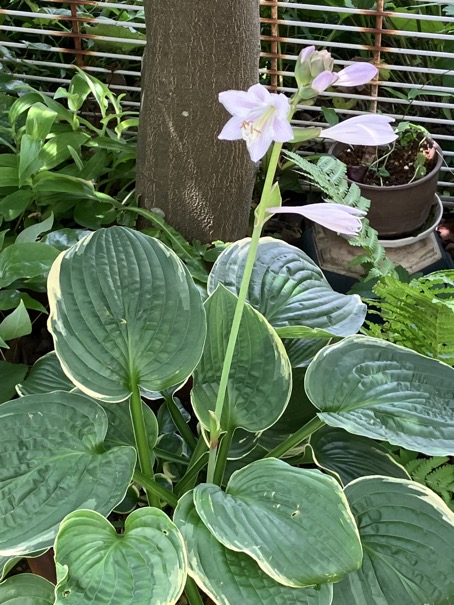 23-06 Hosta &#39;Christmastree&#39;