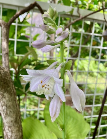 23-06 Hosta August Moon 3