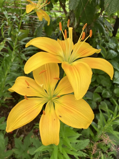 23-06 Lilium maculatum 2