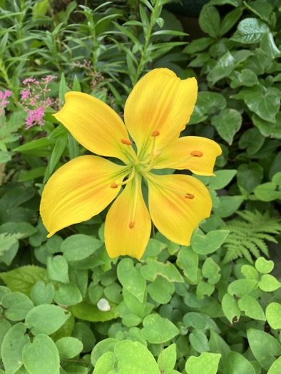 23-06 Lilium maculatum 3