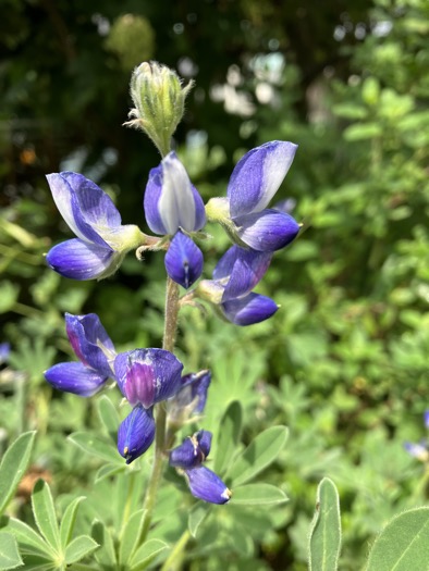 23-06 Lupinus 2