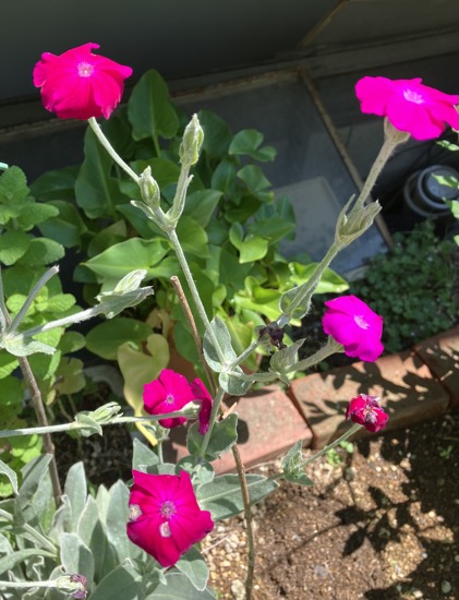 23-06 Lychnis coronaria