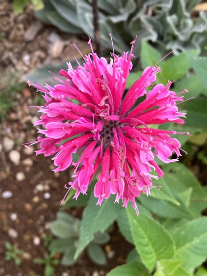 23-06 Monarda