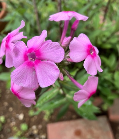 23-06 Phlox