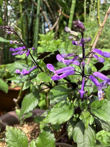 23-06 Plectranthus