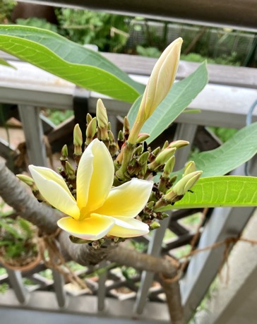 23-07  Plumeria 2