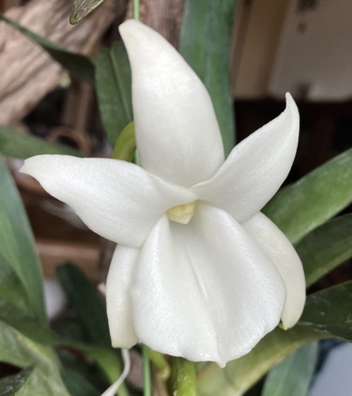 23-07 Angraecum magdalenae 2