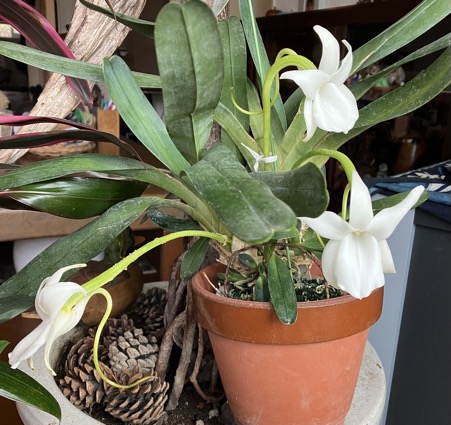 23-07 Angraecum magdalenae