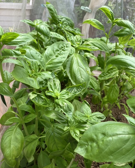 23-07 Basil