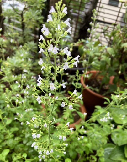 23-07 Calamintha nepeta 2