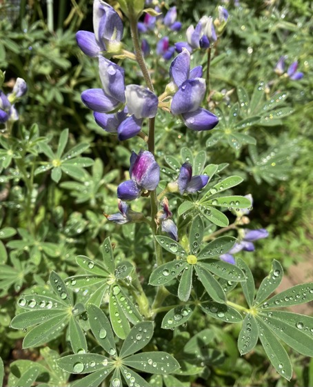 23-07 Lupinus