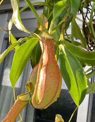 23-07 Nepenthes