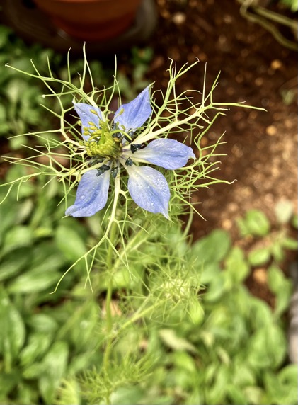 23-07 Nigella