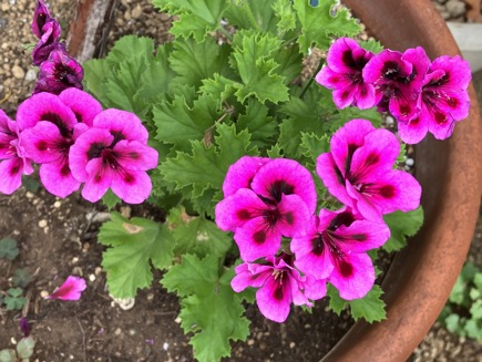 23-07 Pelargonium