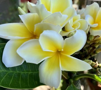 23-07 Plumeria 4