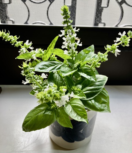 23-08 Basil flower