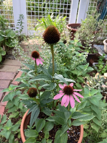 23-08 Echinacea pink